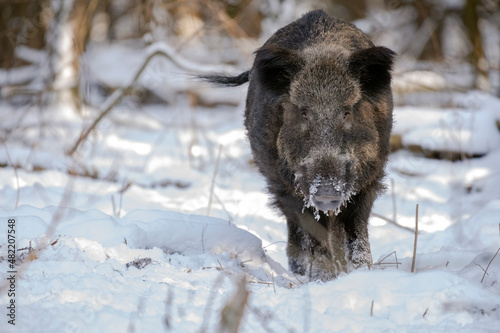  wild boar in the woods in winter