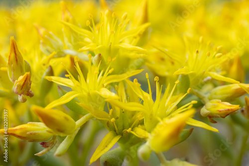 Yellow Stonecrop Buds Begin To Pop Open and Bloom Near The Ground