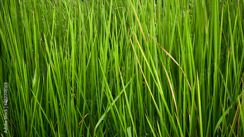 reed weeds grow wild in the plantation