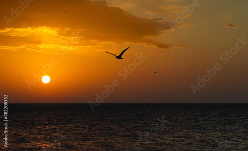 Russia. East Caucasus, Republic of Dagestan. A flying seagull on the background of a spring dawn on the shore of the Caspian Sea near the embankment of the city of Makhachkala. © Александр Катаржин