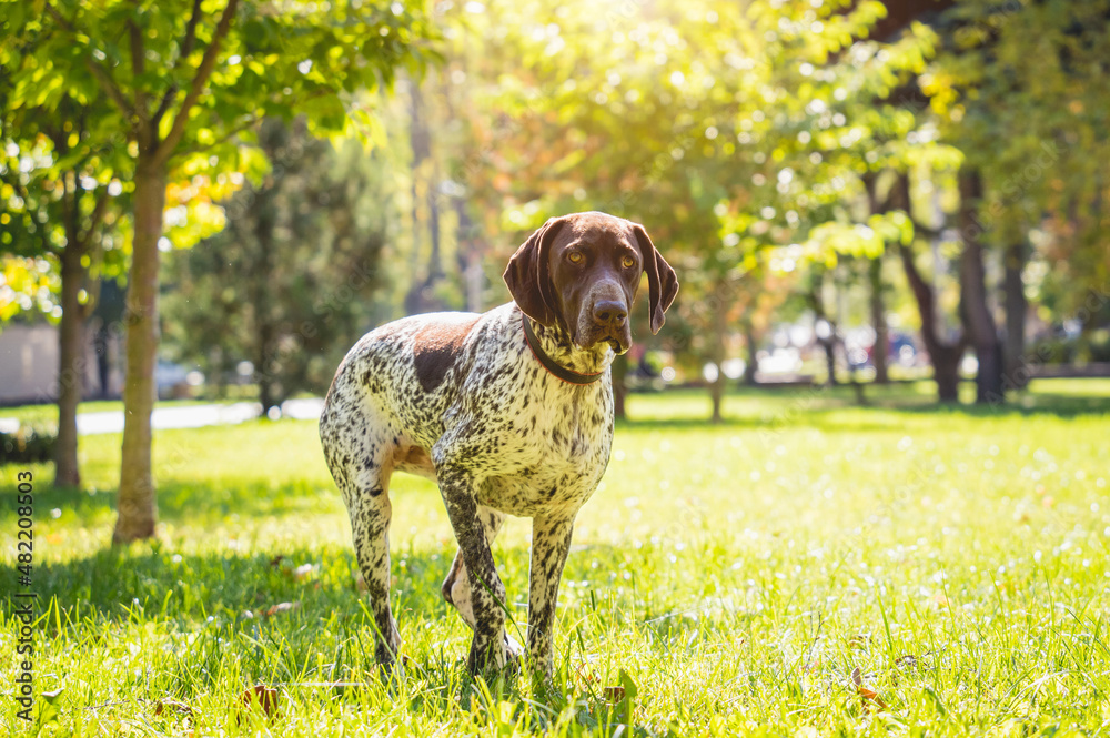 Portrait of cute kurzhaar dog at the park.
