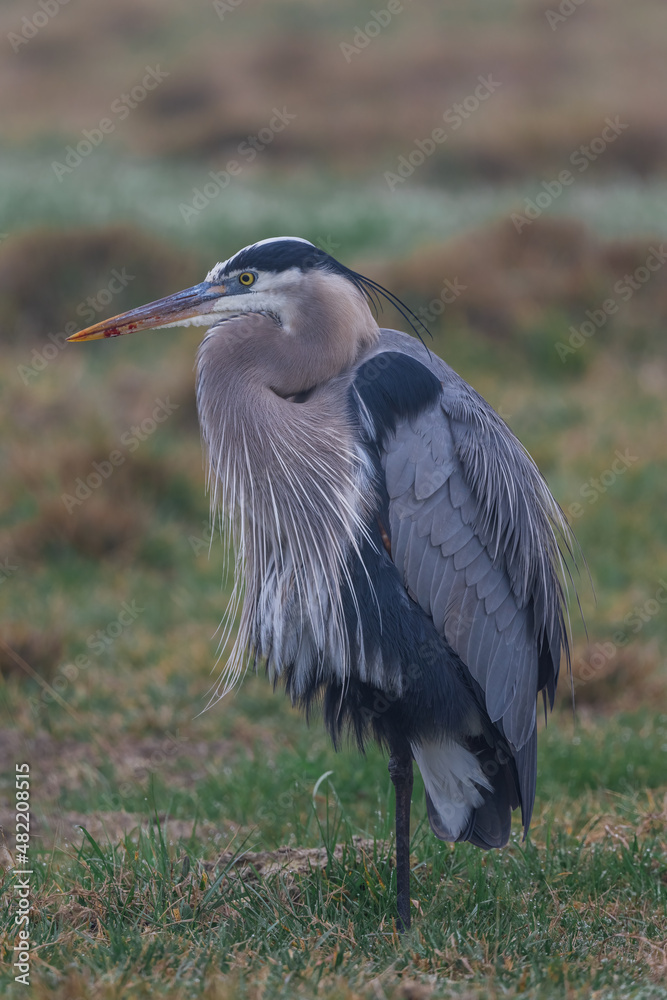 great blue heron great blue heron