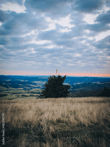 Tree in nature