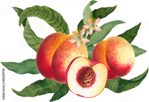 Fruit arrangement with pink peach fruits, blossom and green leaves, vintage botanical illustration