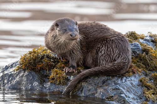 Obraz na plátně Close-up view of an Otter (Lutra lutra) on a rock on the coast of Mull, Scotland