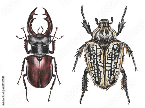 Watercolor illustration of a stag, goliath beetle. Hand drawn. Closeup. Template.