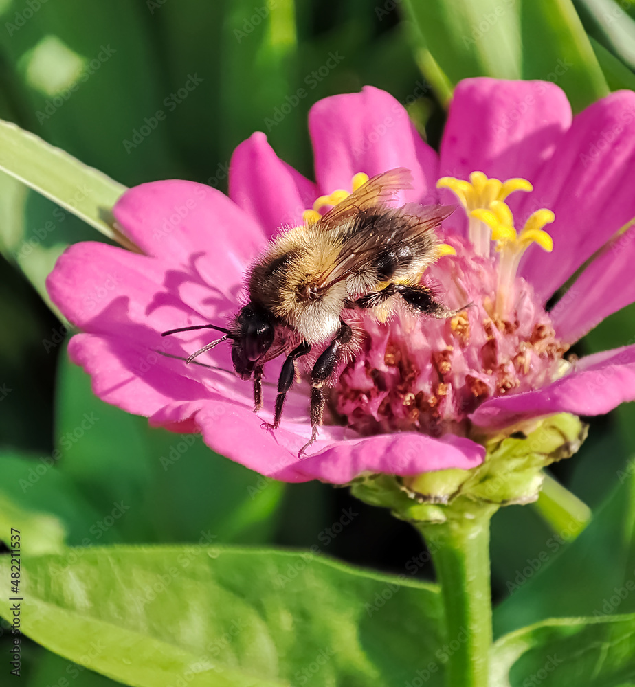 Bumble bee is sitting on a pink flower stock photo Bumble bee is sitting on a pink flower stock photo