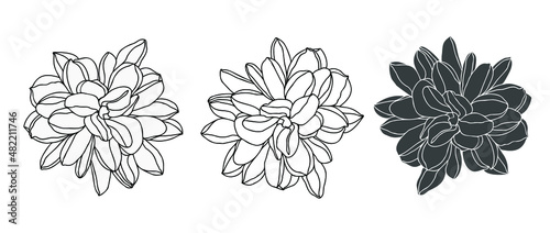 Dahlia flower head set, silhouette line art style