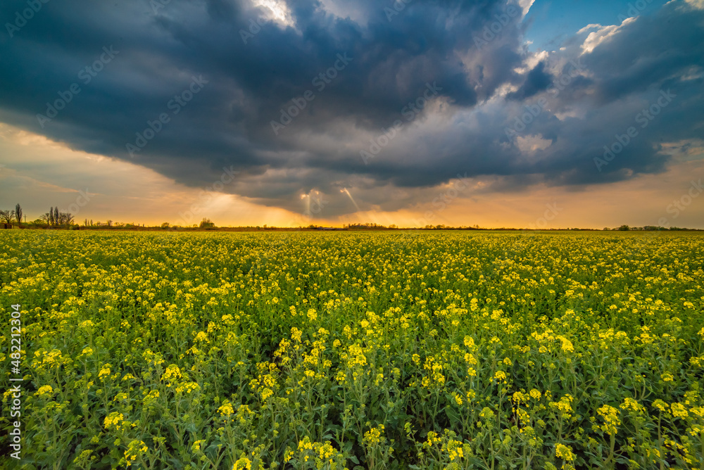 Obraz premium field of yellow flowers and sky