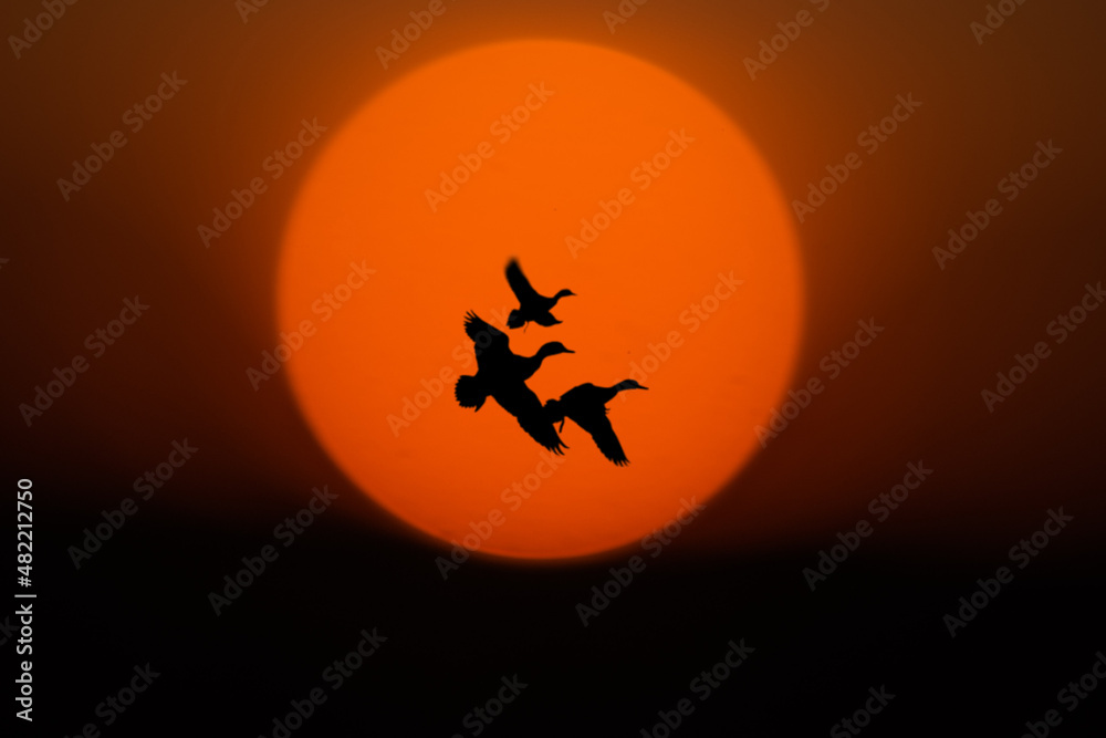 sunset and flying ducks 
