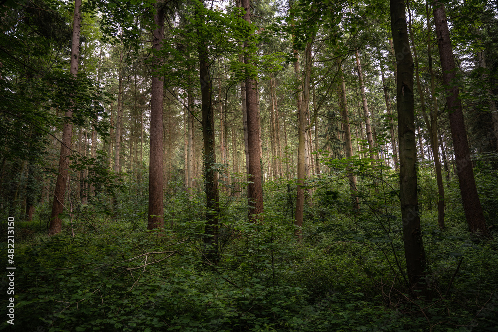 Naklejka premium Une forêt dans les Vosges en France