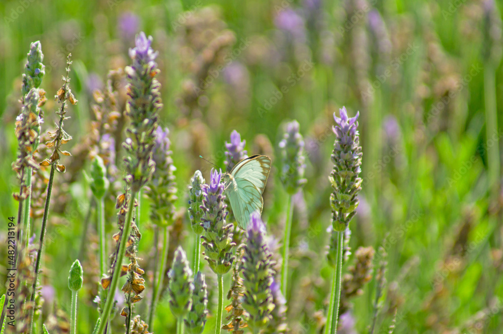 butterfly on lavender flower field (Lavandula angustifolia