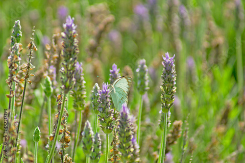 butterfly on lavender flower field  Lavandula angustifolia