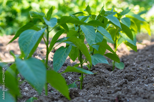 Young pepper seedlings growing in the open ground on an eco-farm, small depth of field. A row of green vegetable pepper bushes. Growing organic vegetables