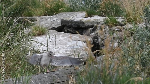 Baby terns learn to fly. Baby bird of Common Tern.The Common Tern (Sterna hirundo) is a seabird of the tern family Sternidae. Natural habitat. Russia. Ladoga Lake. Slow motion. photo