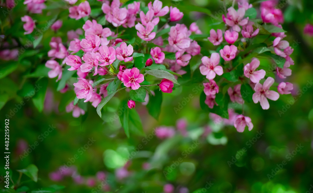 Beautiful Spring Nature floral background Beautiful Spring Nature floral background