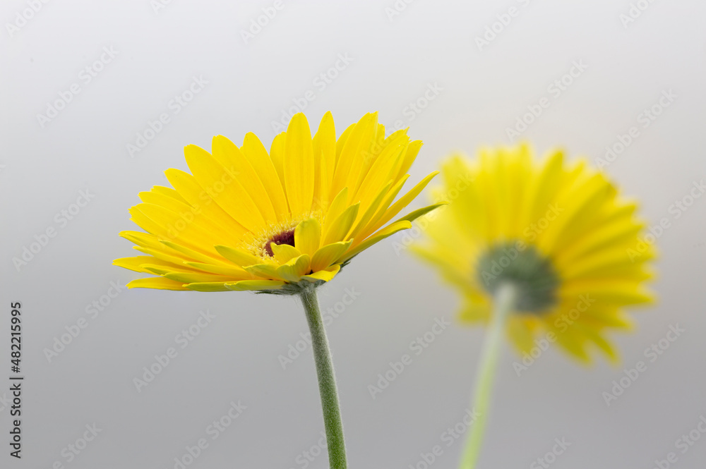 Naklejka premium beautiful photographs of flowers in the field of spain