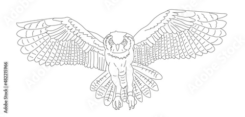 illustration, Dassin, trait, envol, chouette, hibou, oiseau, prédateur, de face, ailes, ouverte, 