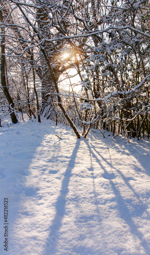 Snow in Canterbury, morning, sunlight shining through the trees