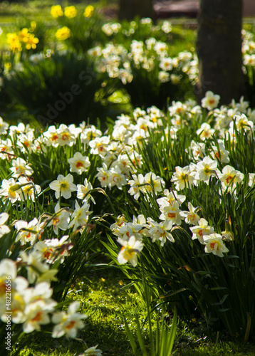 Light yellow daffodils in sunlight