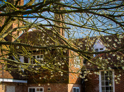 Tiled brick building in the sunlight, photographed through a blossoming tree
