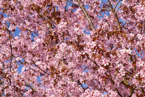 Cherry blossom pink, in the sunlight