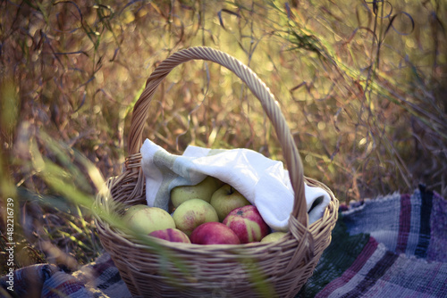 basket with apples in the field