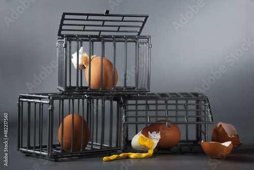 Three broken Brown chicken egg in the little toy cages