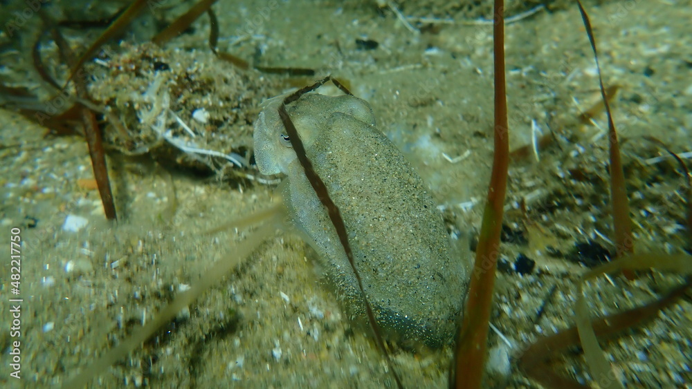 Common cuttlefish (Sepia officinalis) undersea, Aegean Sea, Greece, Halkidiki
