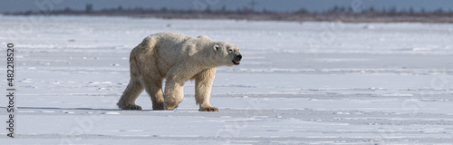 Polar Bear (Ursus maritimus) on the shore of Hudson Bay, Canada