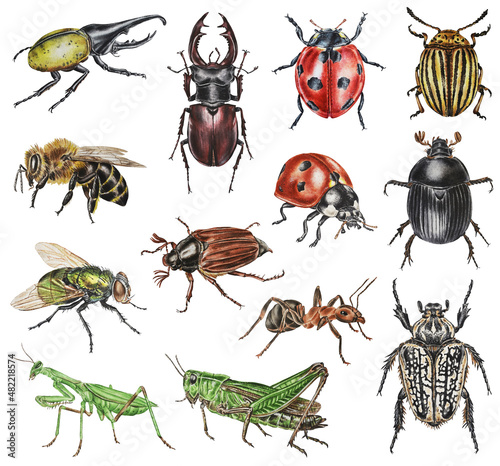 Set of watercolor beetles. Hercules beetle, dung beetle, Colorado beetle, deer, may beetle, green fly, ladybug, grasshopper, praying mantis, bee, ant. Hand drawn. 
