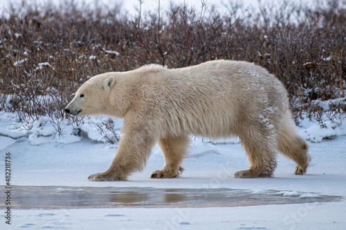 Polar Bear (Ursus maritimus) on the shore of Hudson Bay, Canada
