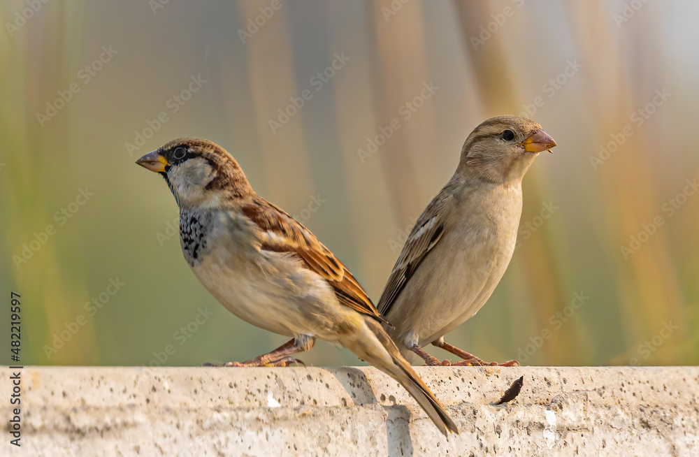 A pair of Sparrow on a wall A pair of Sparrow on a wall