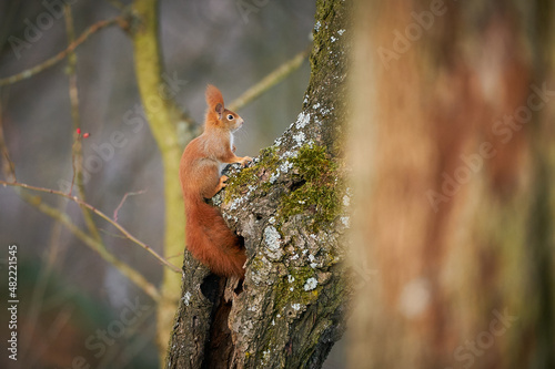 Fox squirrel (Sciurus vulgaris) sitting on branch