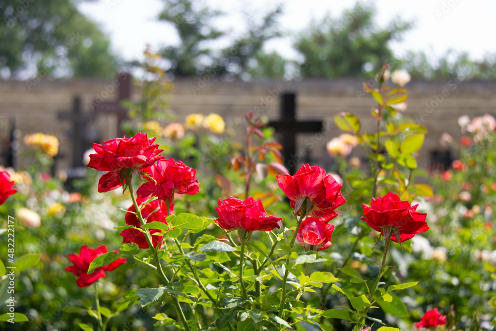 Flowers in the cemetery. Beautiful red roses on a background of black Christian crosses. Cemetery flowers. Flowers and crosses on the graves in the rays of the bright sun on a summer day