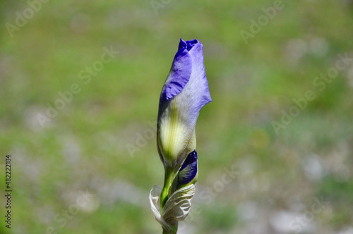 Purple iris bud with green field coloured background.