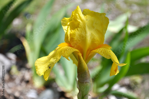Isolated yellow iris in green grass field.Close-up of a flower of bearded iris (Iris germanica). Yellow iris flower growing in a garden.