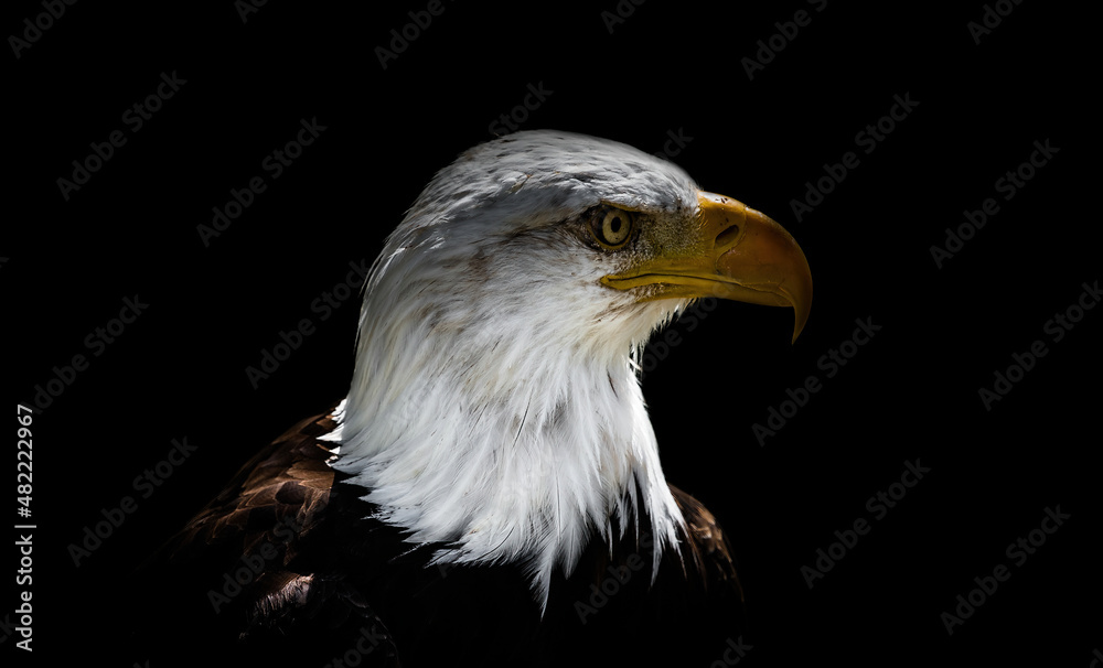 A bald eagle closeup at a falcrony in saarburg A bald eagle closeup at a falcrony in saarburg