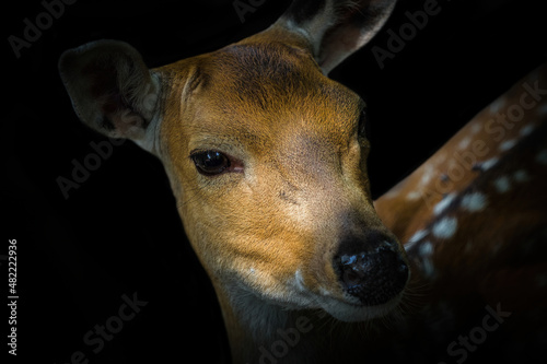 A deer closeup in neunkirchen in saarland at summer, copy space photo