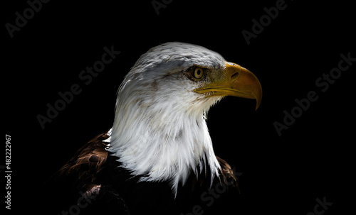 A bald eagle closeup at a falcrony in saarburg
