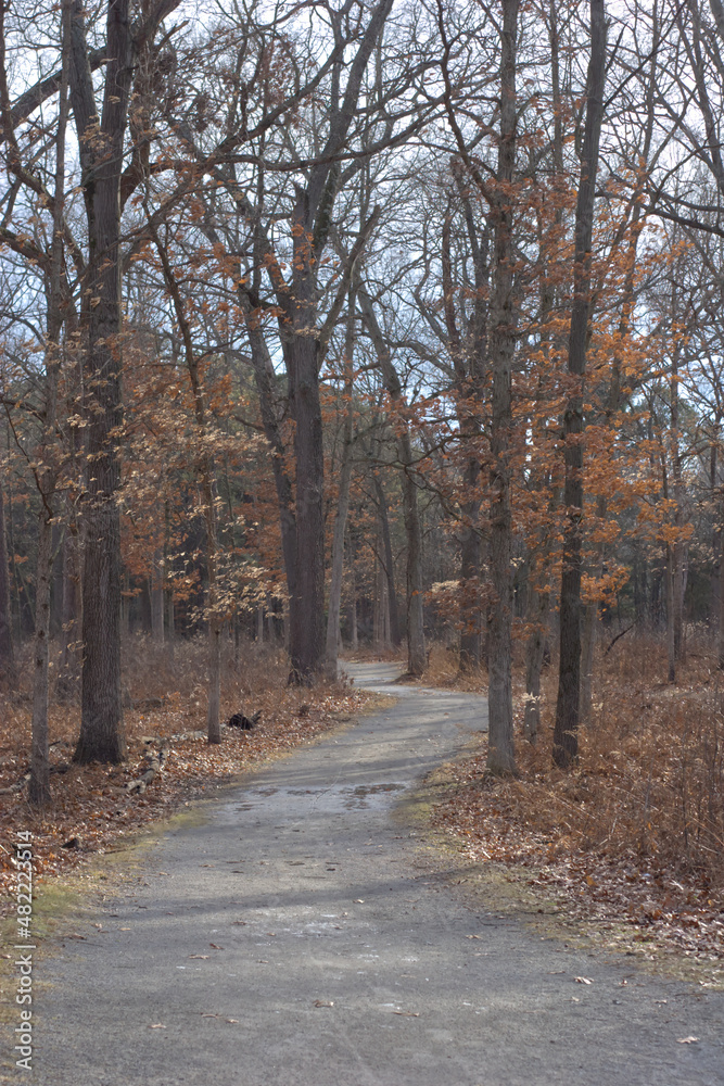Path moving through an oak prairie in the middle of winter Path moving through an oak prairie in the middle of winter