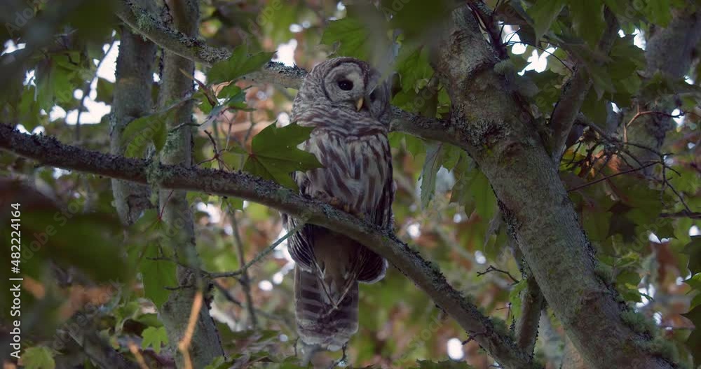 Sleeping owl sees prey and focuses in Sleeping owl sees prey and focuses in