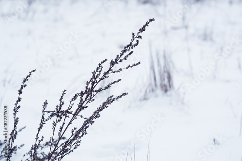 Dry plant on a background of white snow. Withered branches on a snowy field. Dry plant close-up. The background is out of focus.