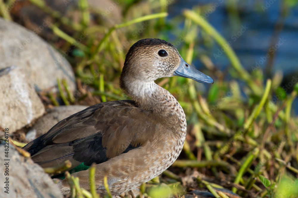 Eurasian Teal female (Common Teal) (Anas crecca) or Green-winged Teal close up at sunset. Eurasian Teal female (Common Teal) (Anas crecca) or Green-winged Teal close up at sunset.
