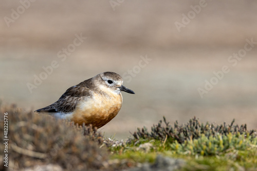 New Zealand or Red-breasted Dotterel