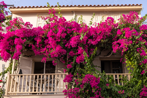 Red bougainvillea climbing on the wall of house in Rethymnon, Crete, Greece
