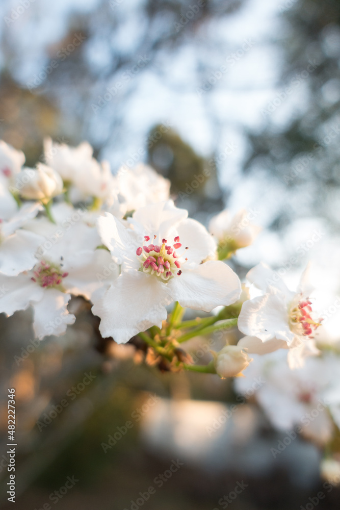 Fototapeta premium cherry blossom in spring