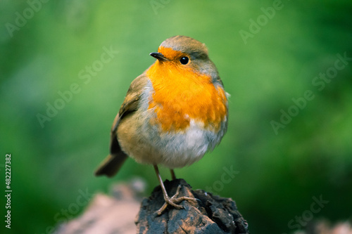 Close up portrait of cute Robin redbrest bird