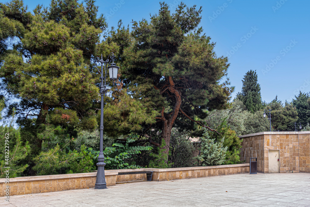 Coniferous trees and a street lamp in Baku Nagorny Park