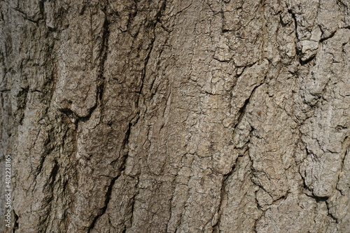 close-up tree trunk, close-up, background